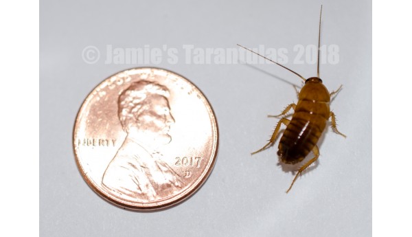 B. lateralis Roaches Medium 10 count
